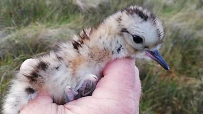 curlew chick