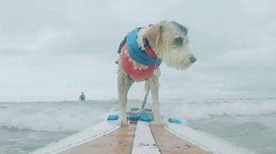 Kirsty Coy-Martin says teaching her therapy dog, Scooter, to surf has helped her deal with PTSD.