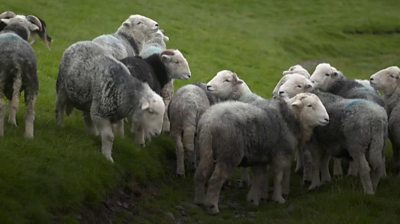 Herdwick sheep