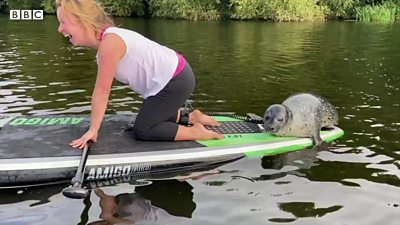 seal on a paddleboard