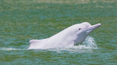 Travel restrictions have cut down maritime travel, bringing vulnerable dolphins back to the waters around Hong Kong.