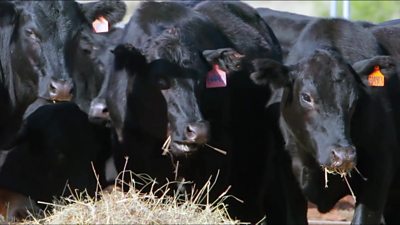 Cows on an Australian farm