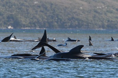 race-against-time-to-save-over-200-stranded-whales