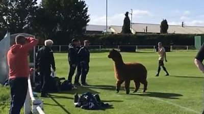 Alpaca on pitch