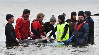 Stranded whale attended by rescuers