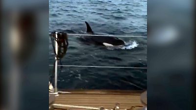 'My yacht was attacked by killer whales' - BBC News