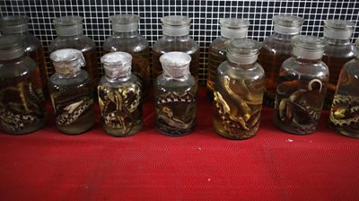 Snakes being sold in china