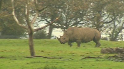 As Covid-19 threatens conservation work, Whipsnade Zoo is hoping for rhino breeding success.