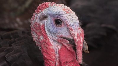 Turkey farmers are concerned the 'rule of six' will lead to downsized Christmas dinners and an over-supply of larger birds.