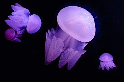 Blubber jellyfish