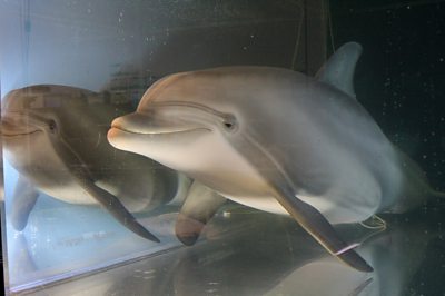 Robotic dolphin