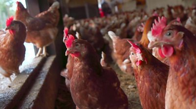 How AI farmed insects are helping to feed chickens