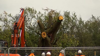 Ancient pear tree felled in Warwickshire