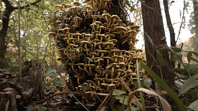 Mushrooms growing in the wild