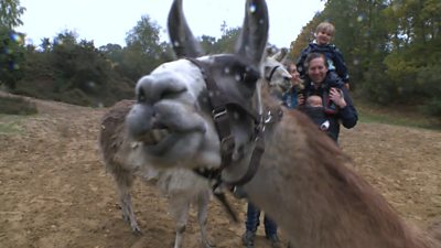 Family takes stress out of impending lockdown by going llama trekking