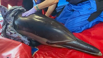 A dolphin receiving treatment