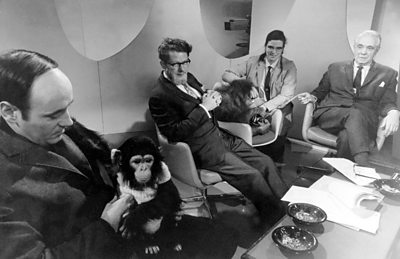 A tv studio panel are joined by a chimp and an orang-utan