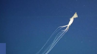The first sighting of a Bigfin squid has been seen in the Great Australian Bight by researchers.