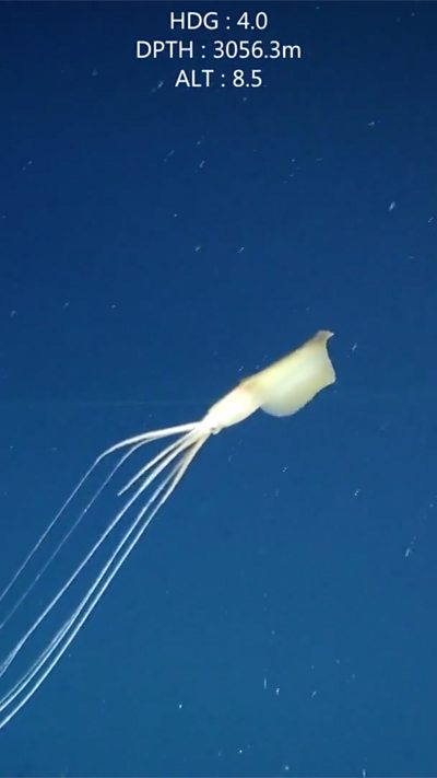 Bigfin Squid Spotted In Australia For First Time BBC News