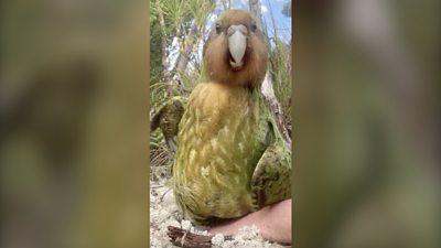 Kakapo parrot