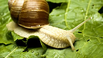 Snail-on-leaf.