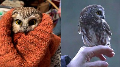 Rocky the owl before and after