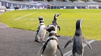 penguins at soldier stadium