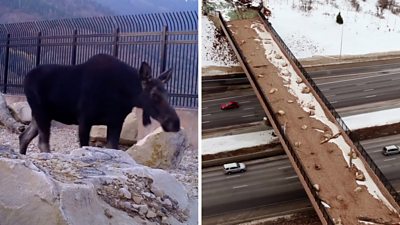 The overpass was built to help animals cross between two mountains while avoiding highway traffic.