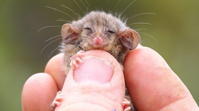 Close up of a little pygmy possum being held