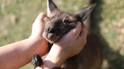 Human hold kangaroos head in hands