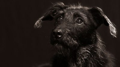 A black dog.