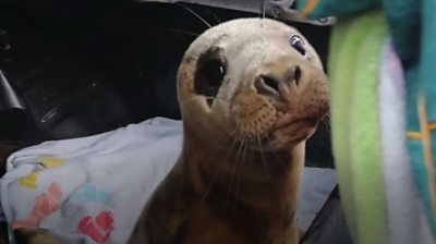 More seal pups are being "rescued" by people who mistakenly think they are abandoned.