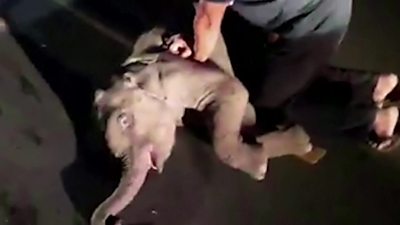 Elephant