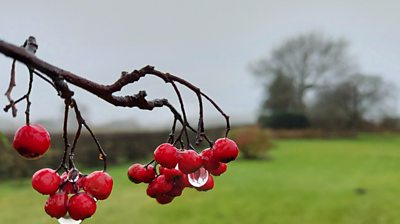 Grey skies and red berries in the foreground.