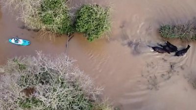 A drone has captured footage of the four horse trapped by Storm Christophe
