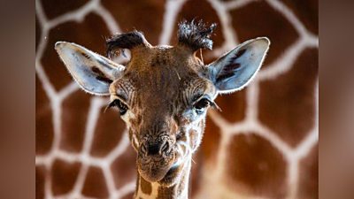 Giraffe against its mother