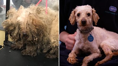 Monty before and after his makeover