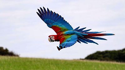 Isle Of Wight Parrot Trained To Fly In The Wild c News
