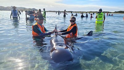 Volunteers saving whales