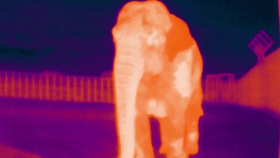 Elephants pose for thermal pictures at Whipsnade Zoo