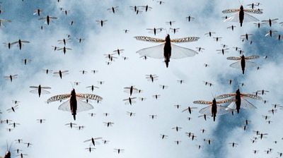 A swam of locusts in the sky