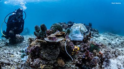 Indonesia Coral Reef Partially Restored In Extensive Project Bbc News