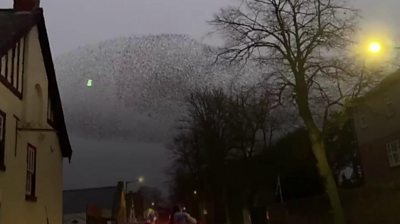 A starling murmuration