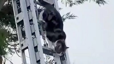 Cat climbing down ladder