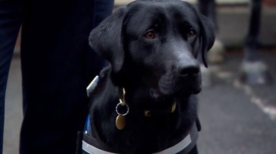 Dexter was too nice to be a sniffer dog, so he's been given a new job cheering people up