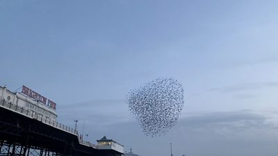 Murmuration of starlings over Brighton Pier