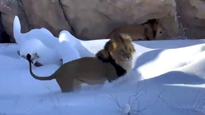 Lions in the snow