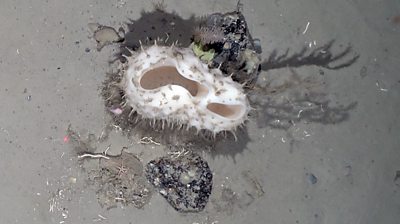 Weddell seafloor