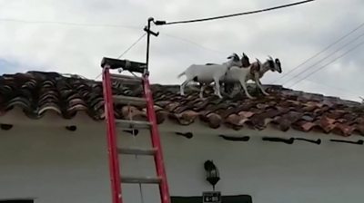 ICYMI: Roof-trotting goats and Super Mario