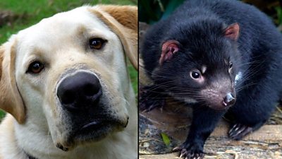 Split screen of a dog and Tasmanian devil